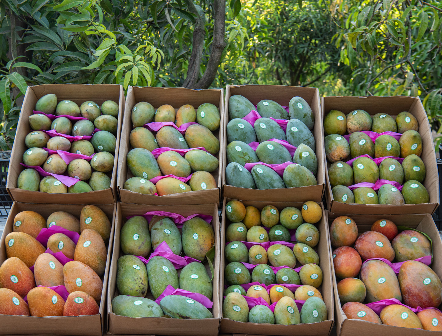 Mangoes (Cairo & Giza Delivery Only)