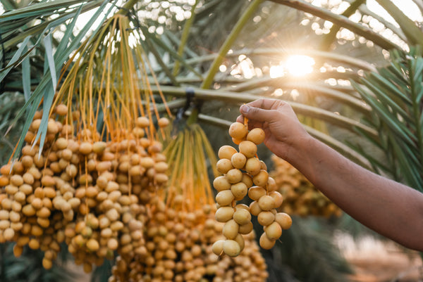 Export Quality Fresh Barhi Dates (Cairo and Giza Delivery Only)